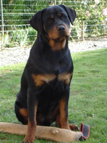 femelle rott