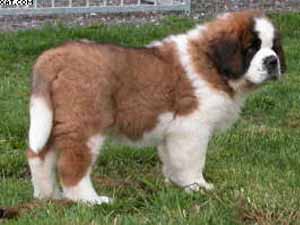 bébé st bernard