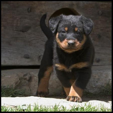 beauceron