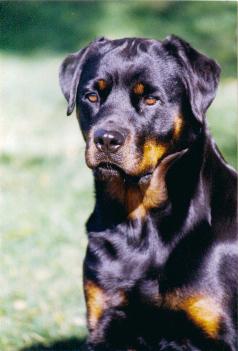 ROTT