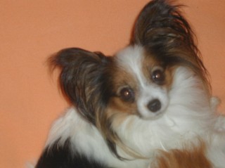 papillon