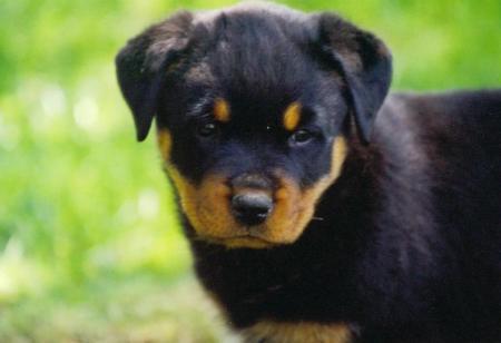 bb rott