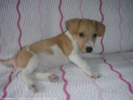 1 petit jack