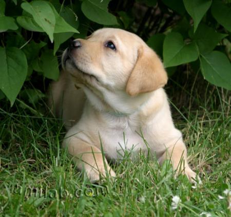 BABY LABRADOR