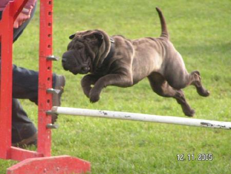 shar pei en agility