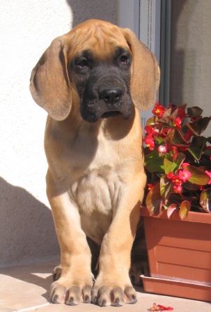 dogue allemand