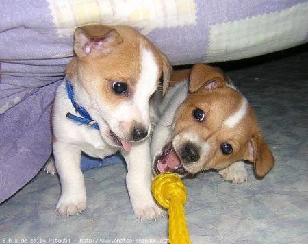 bébés jacks