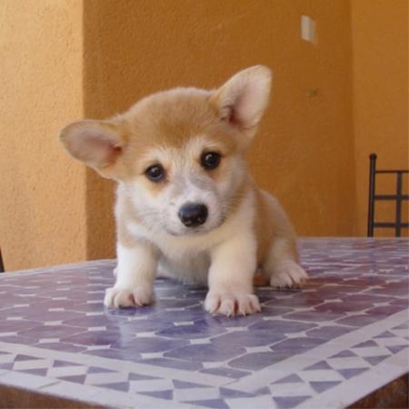 bb corgi
