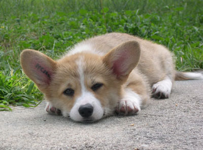 bb corgiiiiii